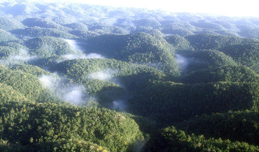 Exploring Jamaica's National Parks and Nature Reserves: Discovering the Island's Diverse Ecosystems