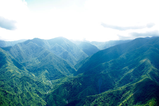 Jamaican Coffee: A Journey from Bean to Cup